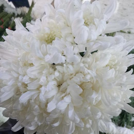 菊花-白菊-10枝/扎 商品图0