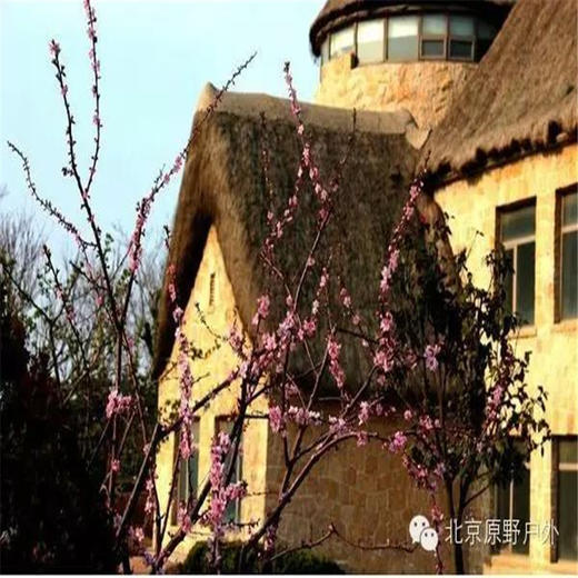 元旦3天【烟墩角930元】与天鹅共舞-拥抱海岸线第一绥阳光の天鹅湖-海草房-成山头-青州古城 商品图5