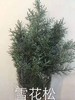 配花-雪花松-圣诞花材 商品缩略图1