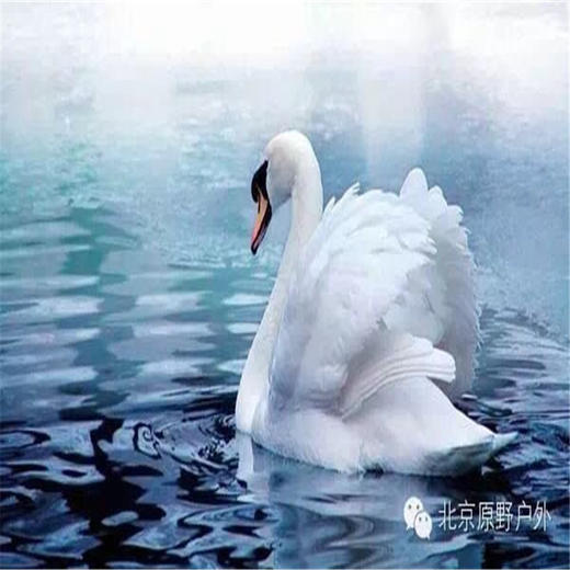 元旦3天【烟墩角930元】与天鹅共舞-拥抱海岸线第一绥阳光の天鹅湖-海草房-成山头-青州古城 商品图2