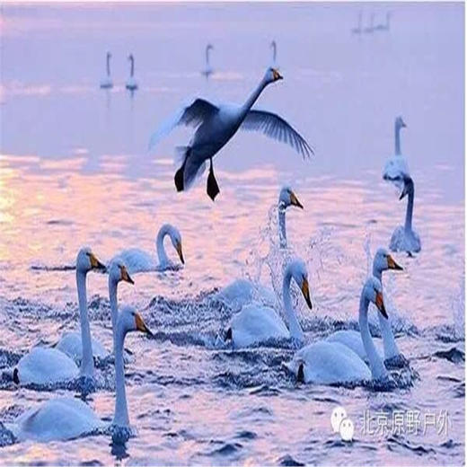 元旦3天【烟墩角930元】与天鹅共舞-拥抱海岸线第一绥阳光の天鹅湖-海草房-成山头-青州古城 商品图3