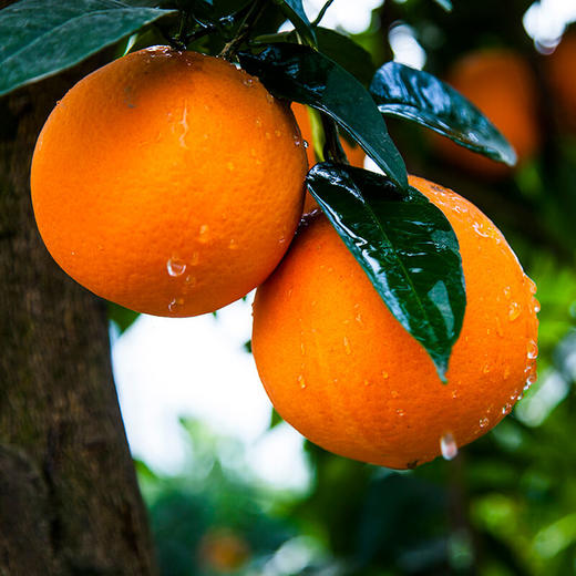 【奉节脐橙】9斤(17-19只)/箱 (单果270g左右)