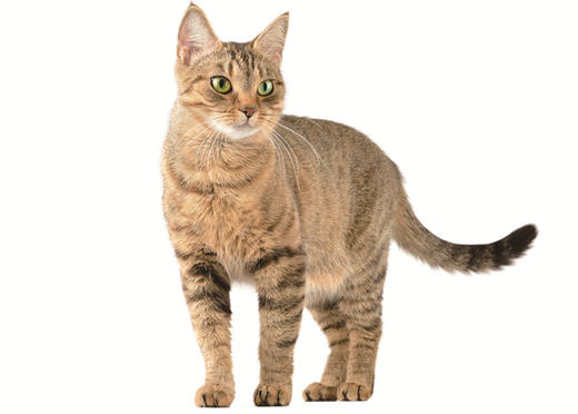 第三十七集：不能吃狗粮的猫，到底有什么特别 商品图0