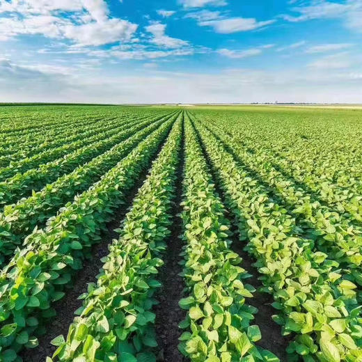 原味高蛋白豆浆粉 （25克/包x30包 净重750克） 48小时发货 商品图7