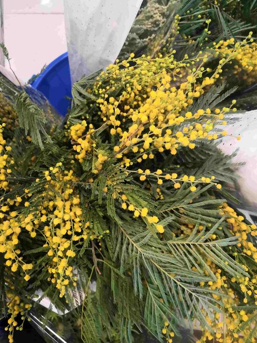 配花-金合欢 商品图1