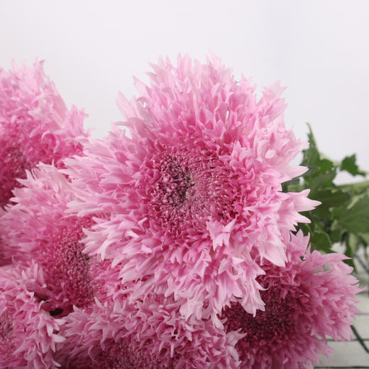 面包菊·粉色 商品图1