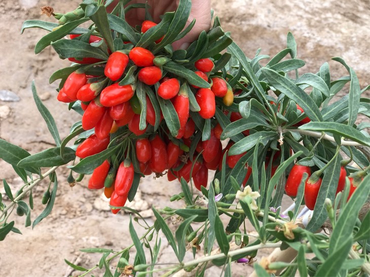 三年百合干中宁老品种头茬枸杞老树桂圆肉任意俩件包邮