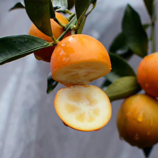 〔上海直发包邮06〕脆蜜金桔 商品图3