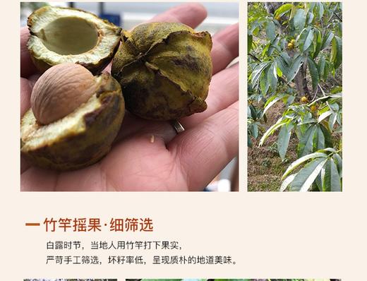 营养丰富 山核桃仁200G/罐   天然配方保持原香JPY带授权招加盟代理 商品图4