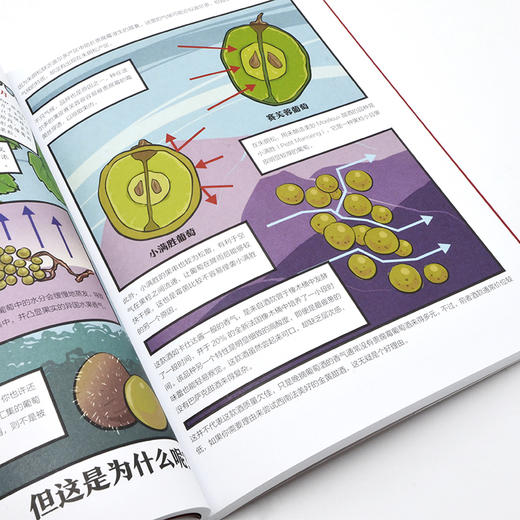 33杯尽品法国葡萄酒精髓 大师教你掌握产区风土、酿酒风格与品鉴技巧 商品图2