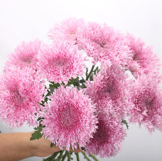 面包菊·粉色 商品图2