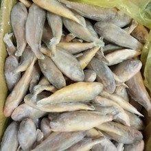 【10元3斤】散小黄鱼（1501125） 商品图0