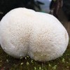 【顺丰】古田新鲜猴头菇 冬季食用菌菇蘑菇鲜猴头菇生鲜2斤包邮 商品缩略图0