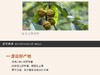营养丰富 山核桃仁200G/罐   天然配方保持原香JPY带授权招加盟代理 商品缩略图3