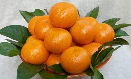 温州蜜柑新鲜现摘现发包邮