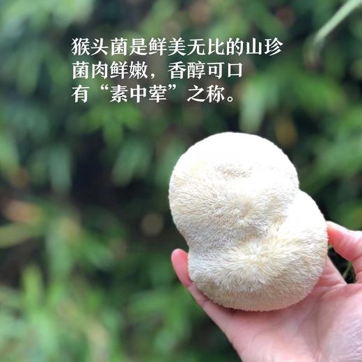 【顺丰】古田新鲜猴头菇 冬季食用菌菇蘑菇鲜猴头菇生鲜2斤包邮 商品图1