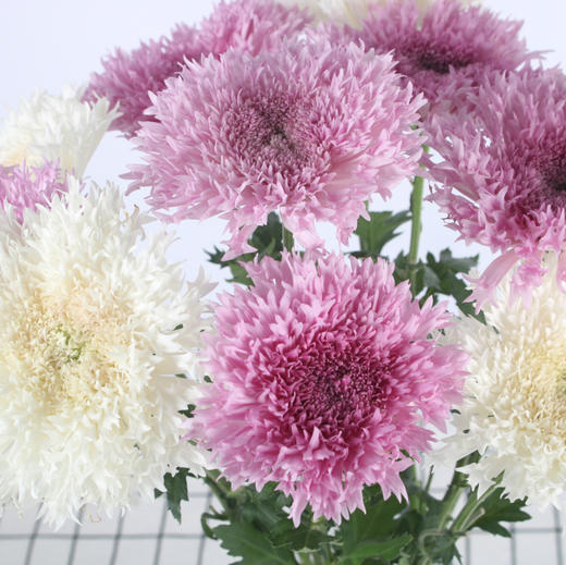 面包菊·粉色 商品图3