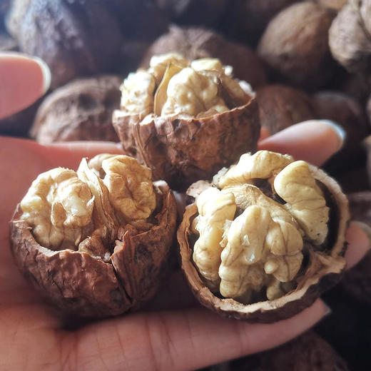 【云南老树甜核桃 】| 颗颗饱满 个头均匀 肉质细腻 满足感爆棚 商品图1