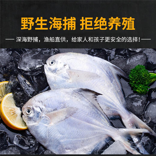 预售 预计12月30日发货「自营」 舟山野生银鲳鱼( 通过放射性安全复检) 商品图1