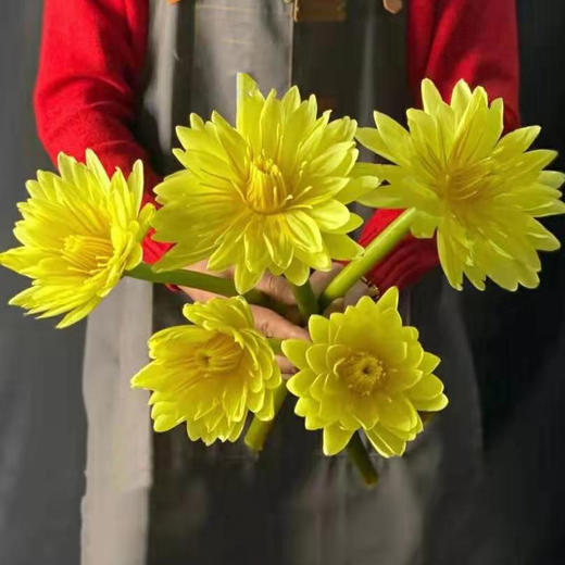 睡莲--紫色（大花） 商品图2