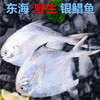 预售 预计12月30日发货「自营」 舟山野生银鲳鱼( 通过放射性安全复检) 商品缩略图0