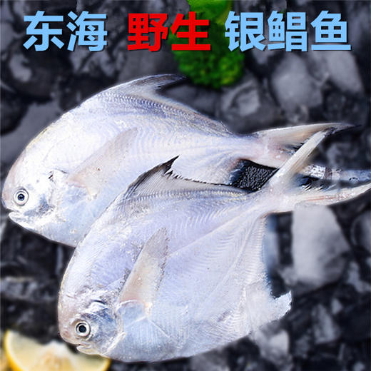 预售 预计12月30日发货「自营」 舟山野生银鲳鱼( 通过放射性安全复检) 商品图0