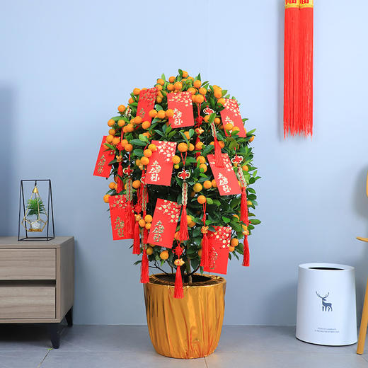 年桔朱砂橘金桔金橘绿植盆栽高约1米/1米5/1米8/2米-年宵花卉大吉大利送礼家居摆放（盆子随机） 商品图2