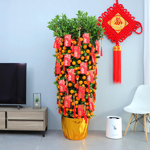 年桔朱砂橘金桔金橘绿植盆栽高约1米1米51米82米年宵花卉大吉大利送礼