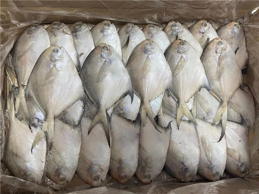预售 预计12月30日发货「自营」 舟山野生银鲳鱼( 通过放射性安全复检) 商品图3