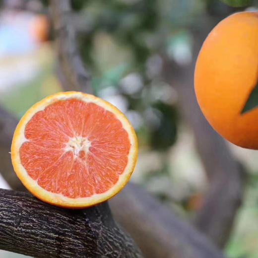 秭归红橙中华红橙 4.5/8斤装 商品图9