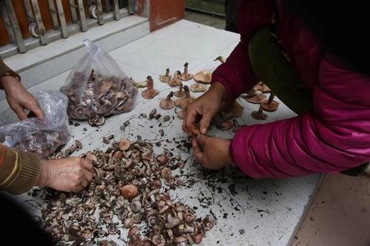 野生小扣子乌寒菌1斤装 商品图5