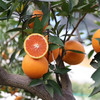 秭归红橙中华红橙 4.5/8斤装 商品缩略图7