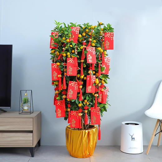 年桔朱砂橘金桔金橘绿植盆栽高约1米/1米5/1米8/2米-年宵花卉大吉大利送礼家居摆放（盆子随机） 商品图3