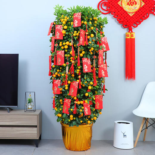 年桔朱砂橘金桔金橘绿植盆栽高约1米/1米5/1米8/2米-年宵花卉大吉大利送礼家居摆放（盆子随机） 商品图0