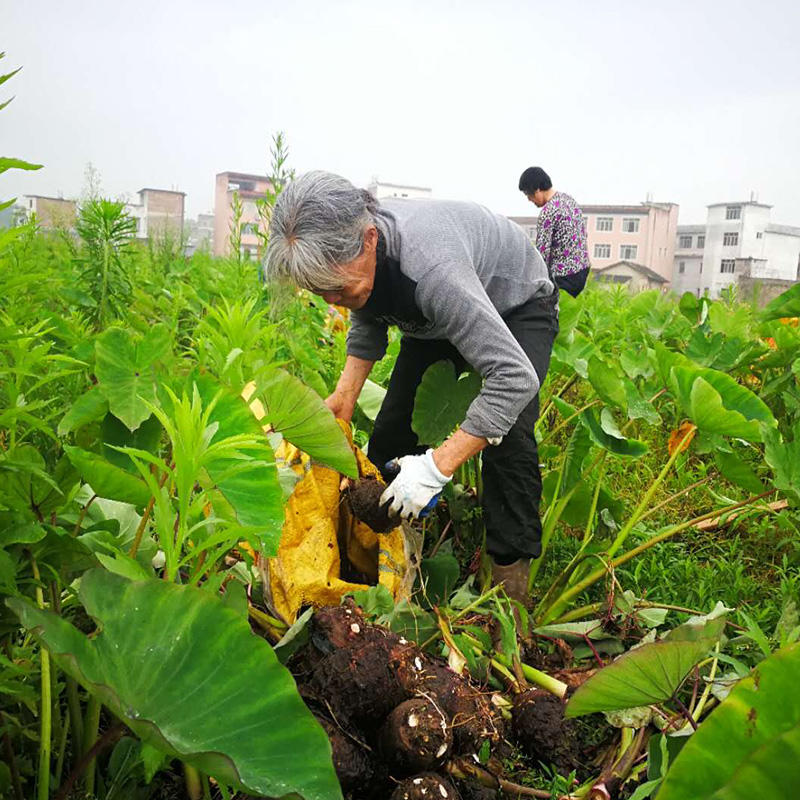 來自中國芋頭之鄉——荔浦貢芋頭 白肉紫筯5斤裝 原生態種植地