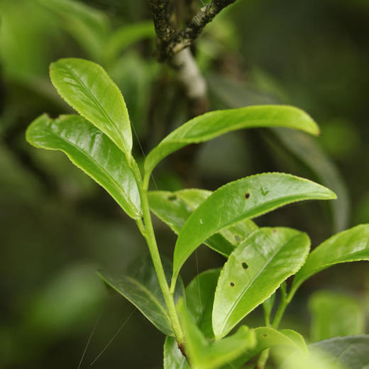 沈爷的宝贝潮州凤凰镇乌岽山凤凰单枞姜花香单枞200g包邮