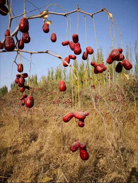 生态种植始于2008年，如今第18个年头，自然农法第12年——新疆桃花石骏枣500g 商品图1