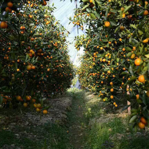 〔上海直发包邮06〕脆蜜金桔 商品图5