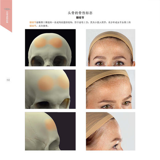 艺用表情结构 商品图1