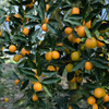 〔上海直发包邮06〕脆蜜金桔 商品缩略图4