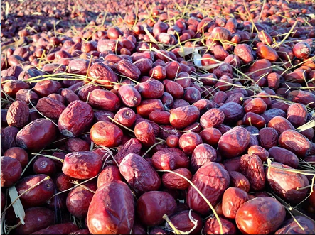 生态种植始于2008年，如今第18个年头，自然农法第12年——新疆桃花石骏枣500g