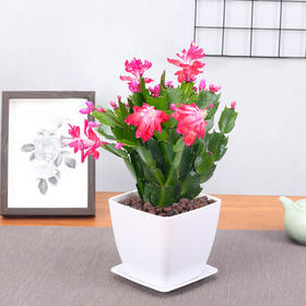 蟹爪兰小盆栽-桌面观花植物办公桌（总高约25-30cm 店内小绿植2盆起送）