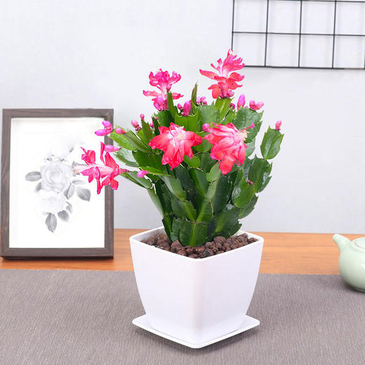 蟹爪兰小盆栽-桌面观花植物办公桌（总高约25-30cm 店内小绿植2盆起送） 商品图0