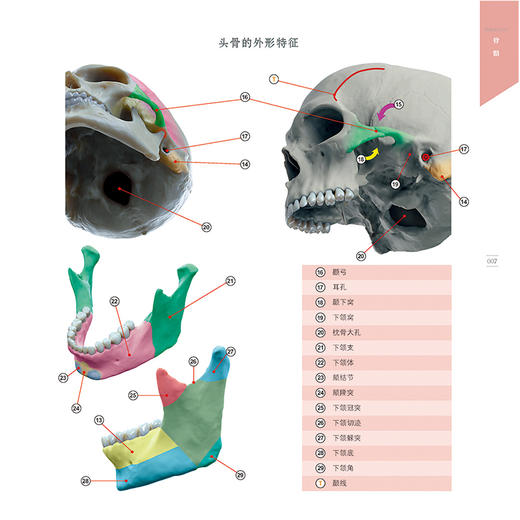 艺用表情结构 商品图4