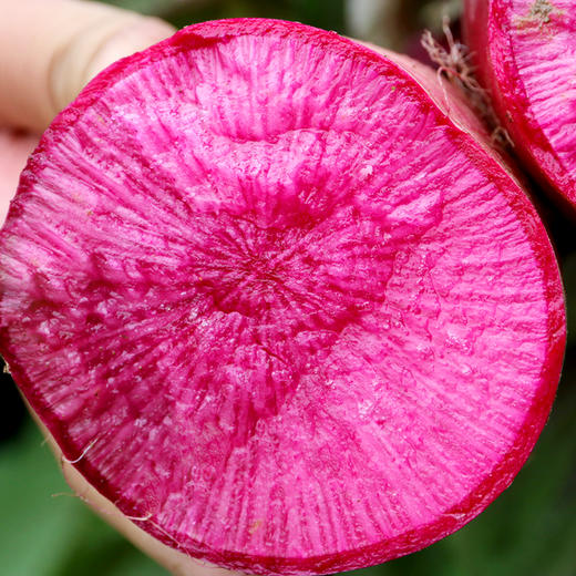 【送礼必备】密农人家精品紫霞水果萝卜礼盒 脆甜多汁 含花青素   6斤以上 商品图2