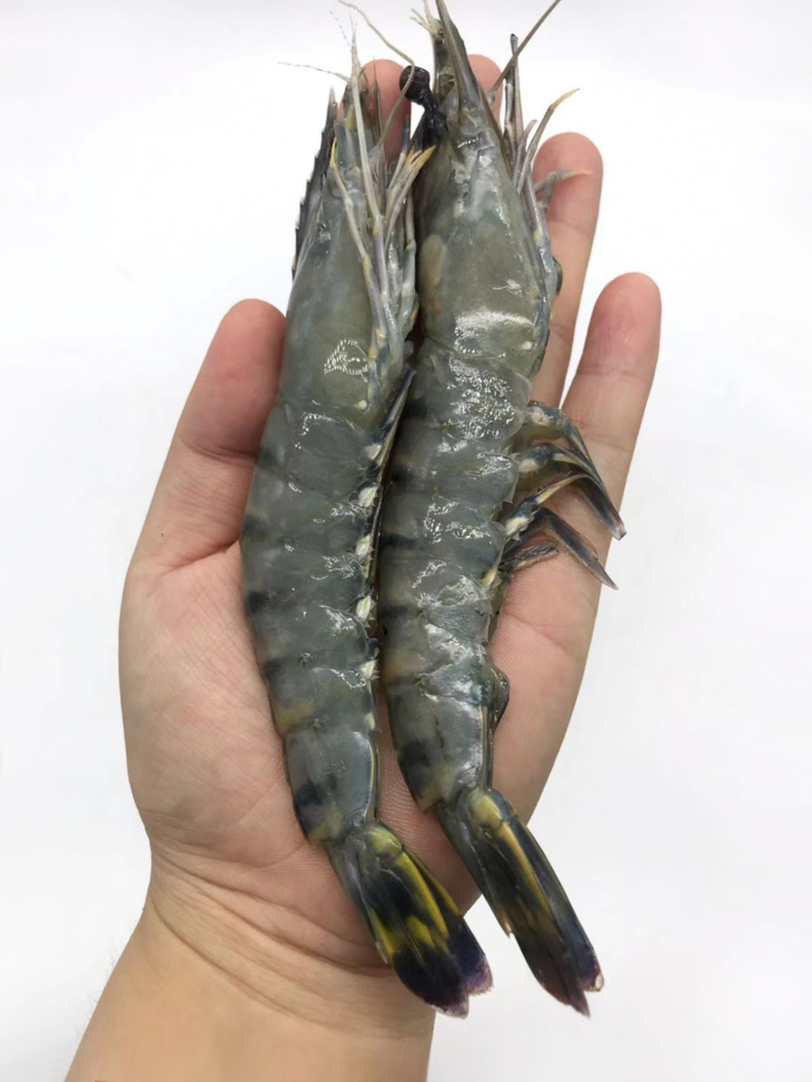马来西亚活冻黑虎虾顺丰到付