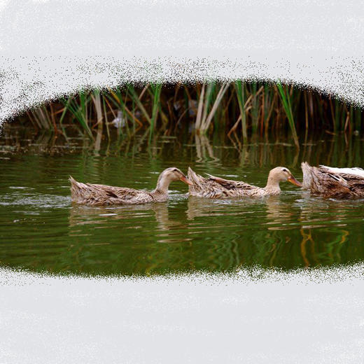 【科技特派员李经勇推荐】高山稻田老鸭 肉紧 骨细皮薄 肉汁香醇 汤味滋补 商品图5