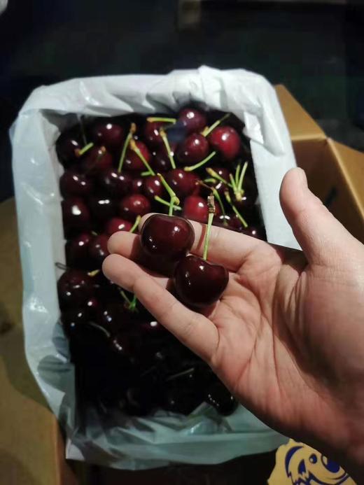 澳洲空运金考拉车厘子限农夫山泉总部内购