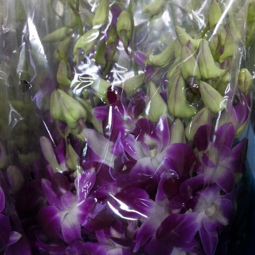 配花-洋兰-紫色-10支/扎 商品图1