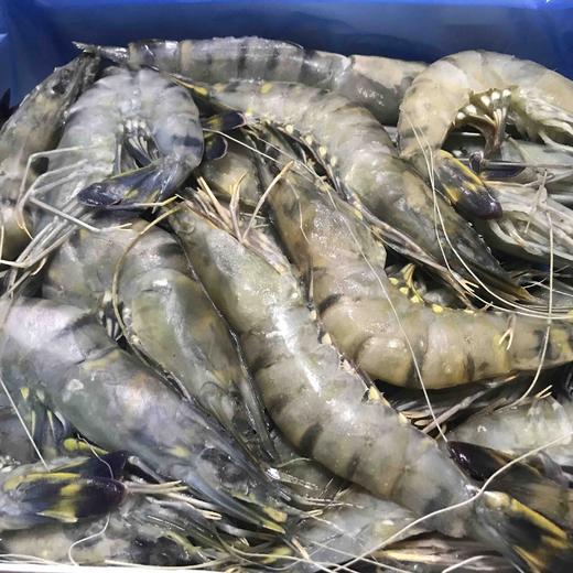 马来西亚活冻黑虎虾顺丰到付